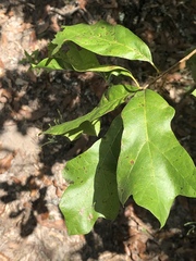 Quercus arkansana