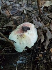 Russula flavisiccans