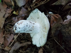 Russula flavisiccans