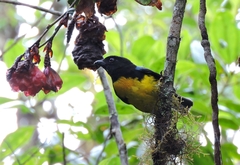 Bangsia melanochlamys