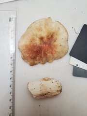 Russula flavisiccans