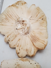 Russula flavisiccans