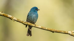 Eumyias albicaudatus