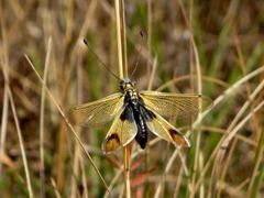 Libelloides longicornis