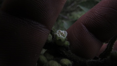 Varronia cylindrostachya