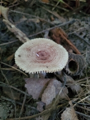 Lactarius uvidus