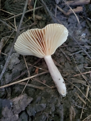 Lactarius uvidus