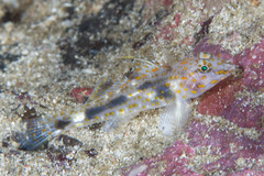 Fusigobius inframaculatus