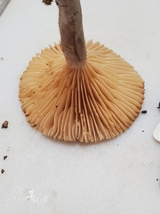 Lactarius uvidus