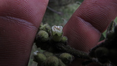 Varronia cylindrostachya