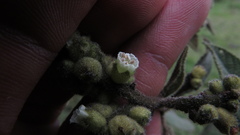 Varronia cylindrostachya