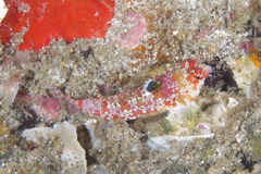 Synchiropus moyeri