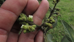 Varronia cylindrostachya