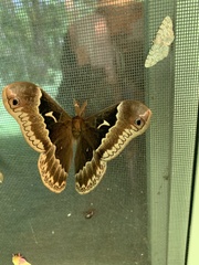 Callosamia angulifera