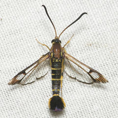 Synanthedon arkansasensis