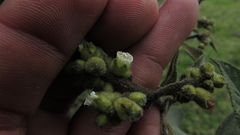 Varronia cylindrostachya