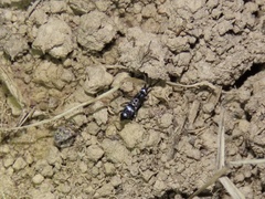 Pogonognathellus nigritus