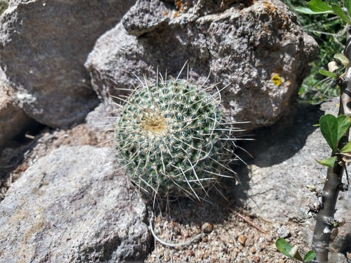 Mammillaria muehlenpfordtii