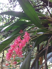 Rodriguezia lanceolata