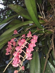 Rodriguezia lanceolata