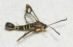 Synanthedon arkansasensis