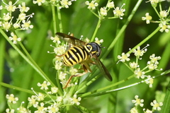 Spilomyia interrupta