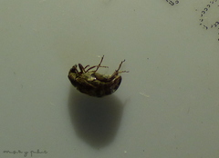 Pseudopachymerina spinipes