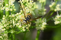 Spilomyia interrupta