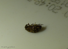 Pseudopachymerina spinipes