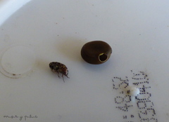 Pseudopachymerina spinipes