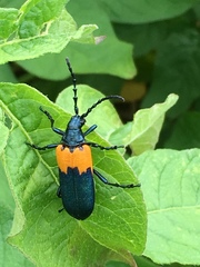 Desmocerus palliatus