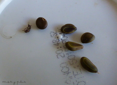 Pseudopachymerina spinipes