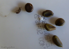 Pseudopachymerina spinipes