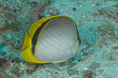 Chaetodon selene