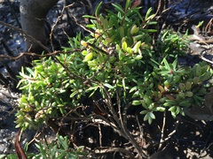 Suaeda arbusculoides