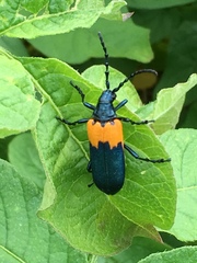 Desmocerus palliatus