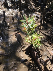 Suaeda arbusculoides