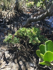 Suaeda arbusculoides