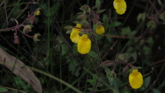 Calceolaria mexicana