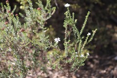 Olearia minor