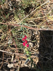 Enchylaena tomentosa