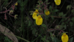 Calceolaria mexicana