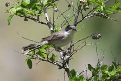 Curruca crassirostris