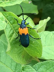 Desmocerus palliatus