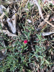 Enchylaena tomentosa