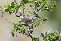 Curruca crassirostris