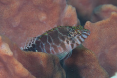 Cirrhitichthys aprinus