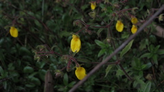 Calceolaria mexicana