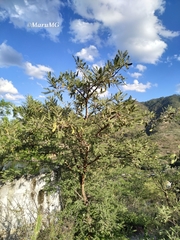 Vachellia pennatula