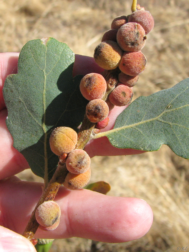 Round Honeydew Gall Wasp